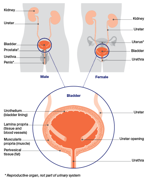 Anatomy of the bladder showing the location of the bladder in the body, and the layers of the bladder wall. 
