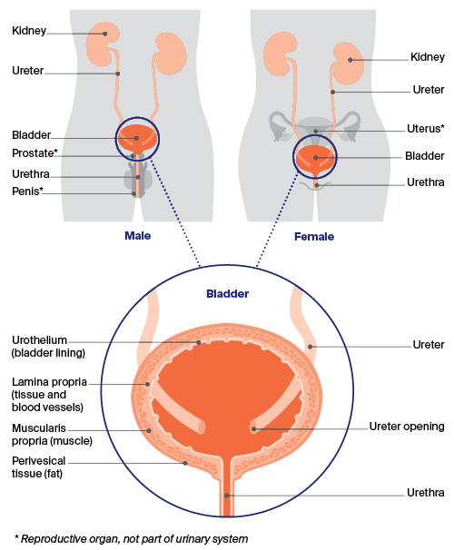 Anatomy of the bladder showing the location of the bladder in the body, and the layers of the bladder wall.