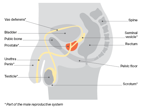 Anatomy of the male reproductive system. 