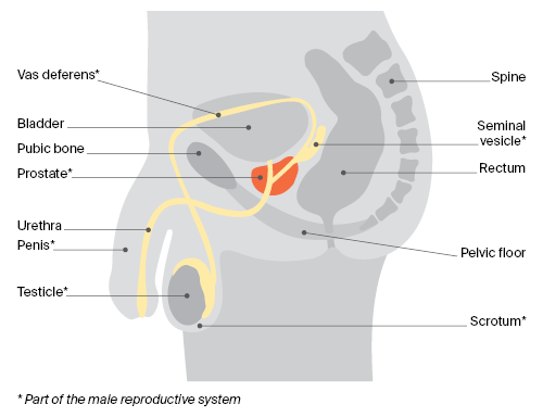 Anatomy of the male reproductive system.