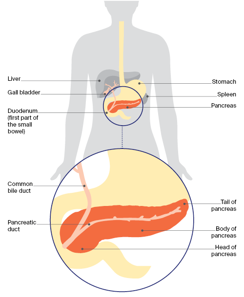 The pancreas in the body