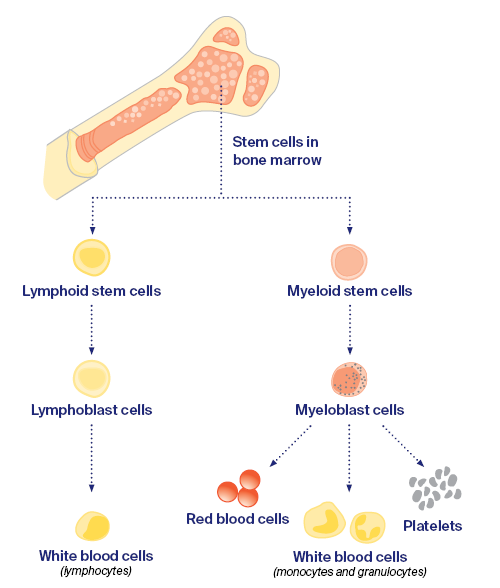Blood stem cell families