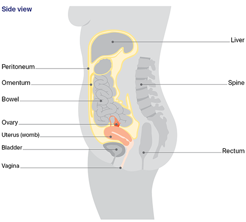 Organs near the ovaries