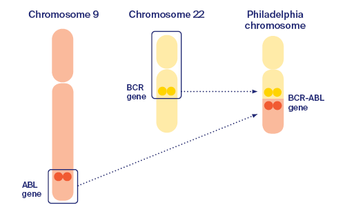 The philadelphia chromosome