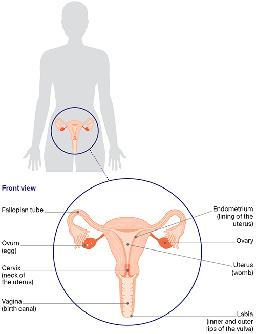 female reproductive system