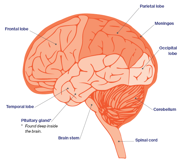 Description of common Brain tumour symptoms