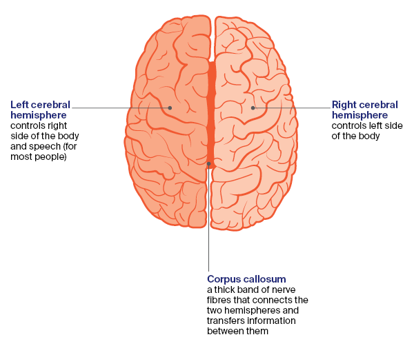 Diagram - Part of the brain Top view