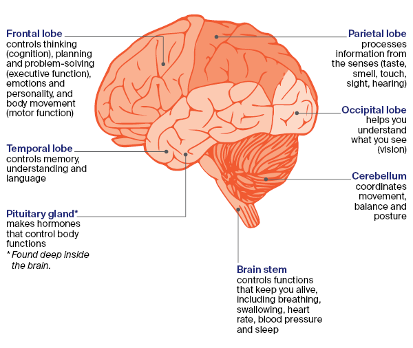 Diagram - Parts of the Brain side view