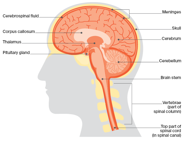 Diagram of the central nervous system