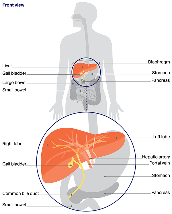 the digestive system - focus on the role of the liver