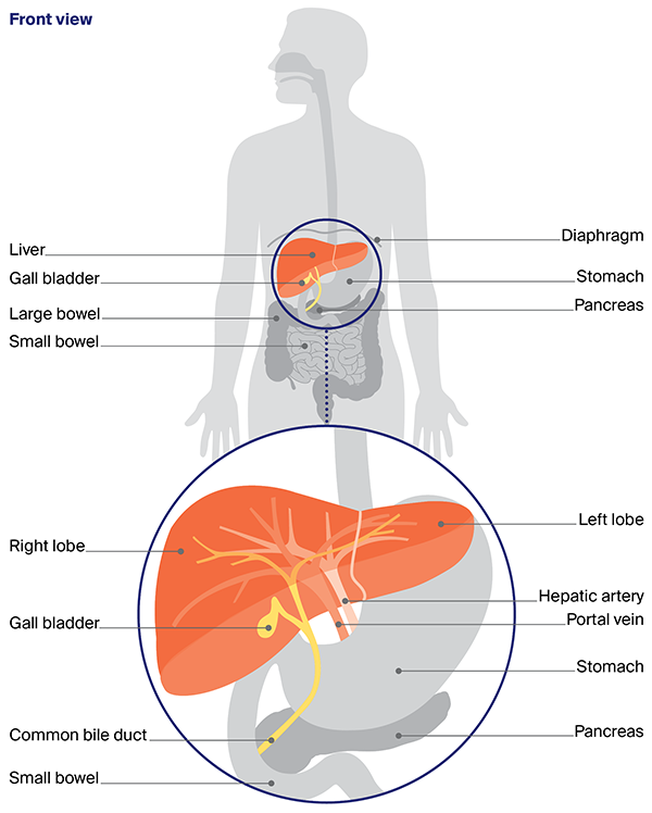 Diagram of the the digestive system - focus on the liver, the gall bladder and the common bile duct.