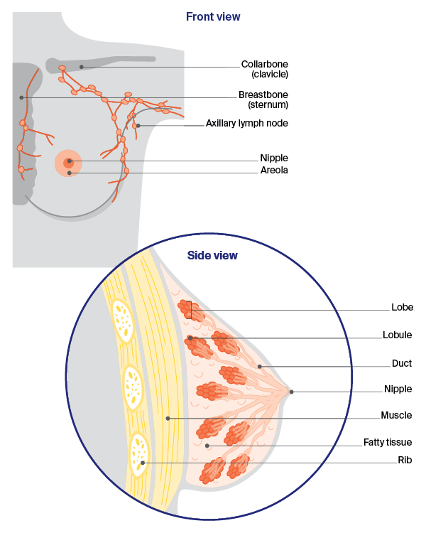 Front and side view of the anatomy of the breast 