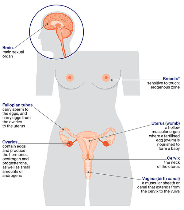 Diagram: Female sexual and reproductive anatomy