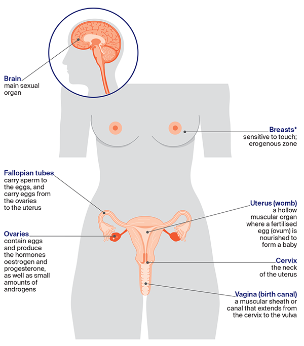 sexual  Your Sexual Response | Cancer Council NSW