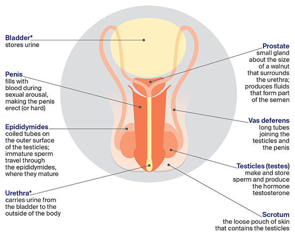 Diagram of the male sexual anatomy