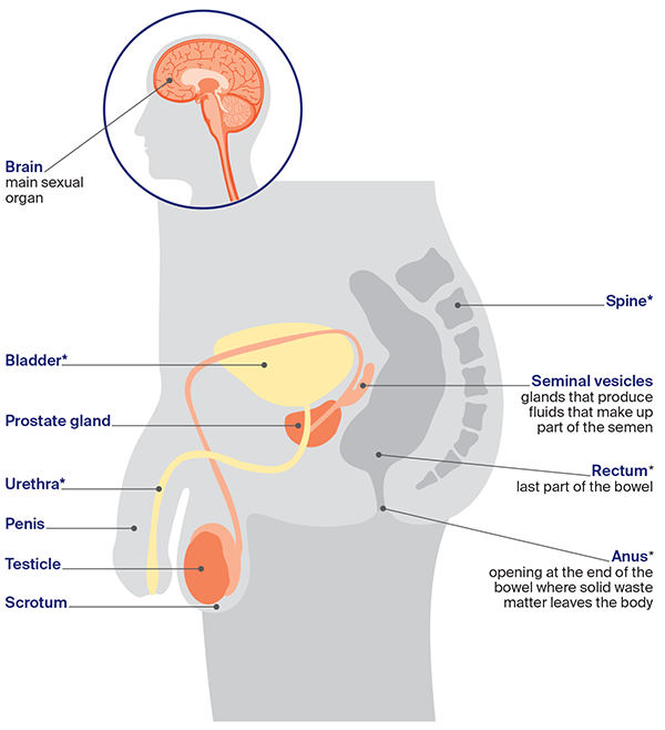 Diagram of the male sexual and reproductive anatomy