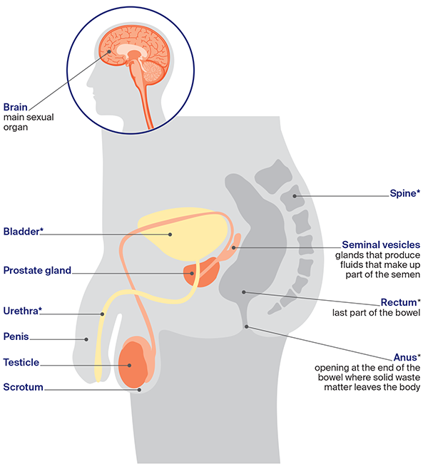 Anatomy Of Sexuality