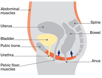 How to exercise pelvic floor muscles female