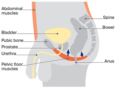 How to exercise pelvic floor muscles male