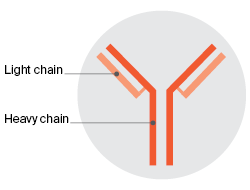 Image of Intact paraprotein