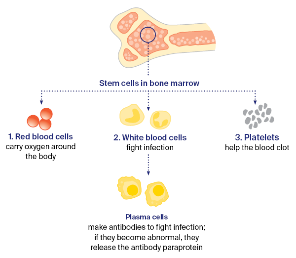 Image describes how stem cells work