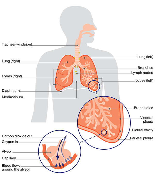 Image of respiratory system