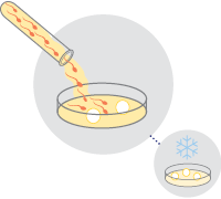 Step 3: eggs and sperm IVF