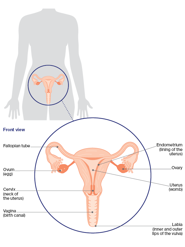 Diagram: Female sex organs and reproduction