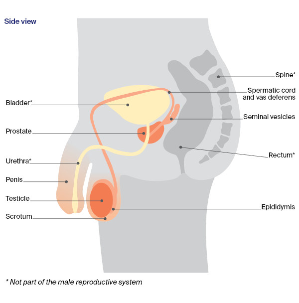 Male sex organs and reproduction