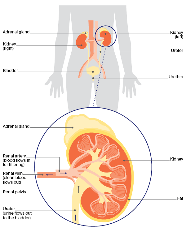 Diagram of the urinary system