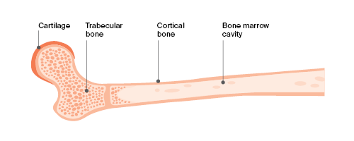 Bone structure