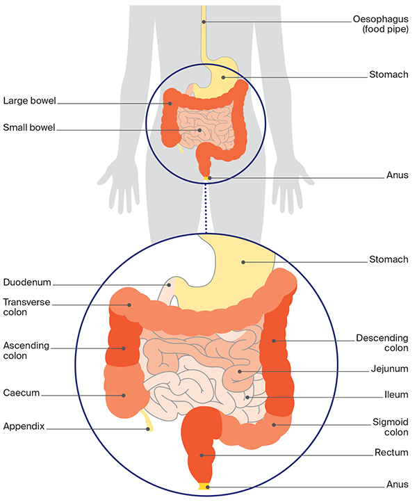 Lower digestive system