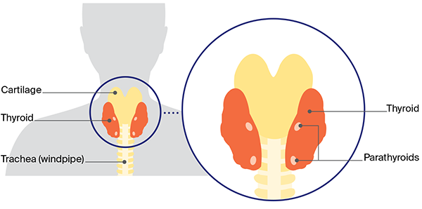 Rear view of thyroid gland in neck