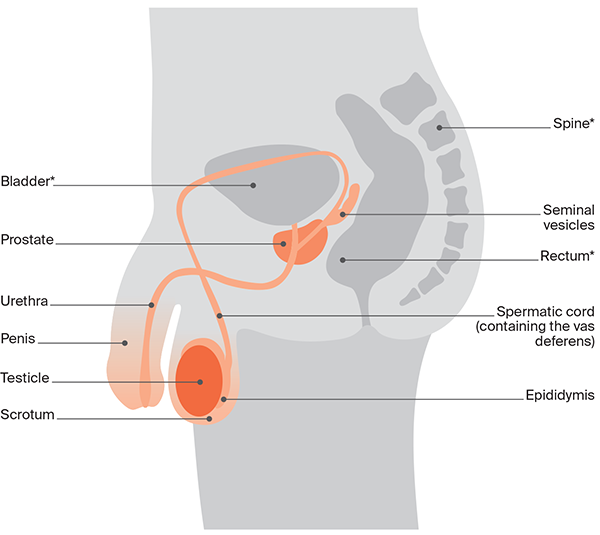 Diagram of the male reproductive system - about testicular cancer