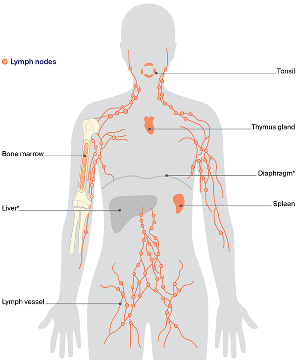 Diagram: Parts of the lymphatic system