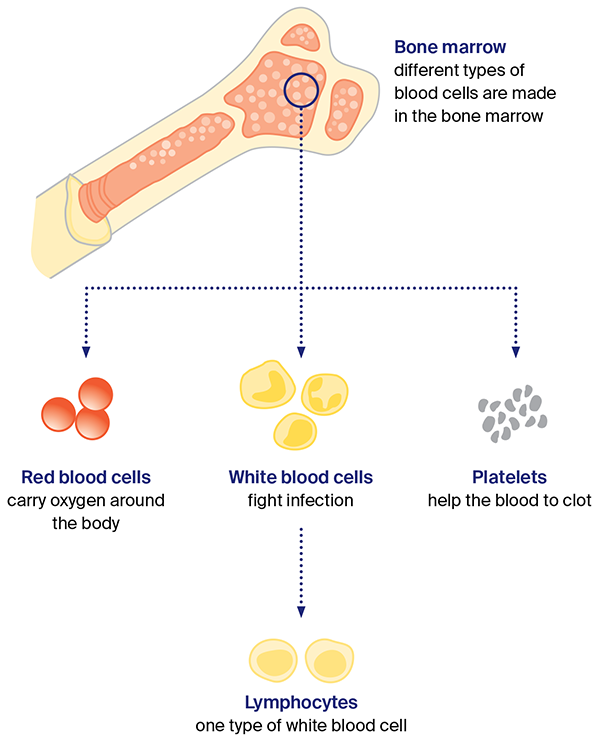 Diagram: Types of blood cells