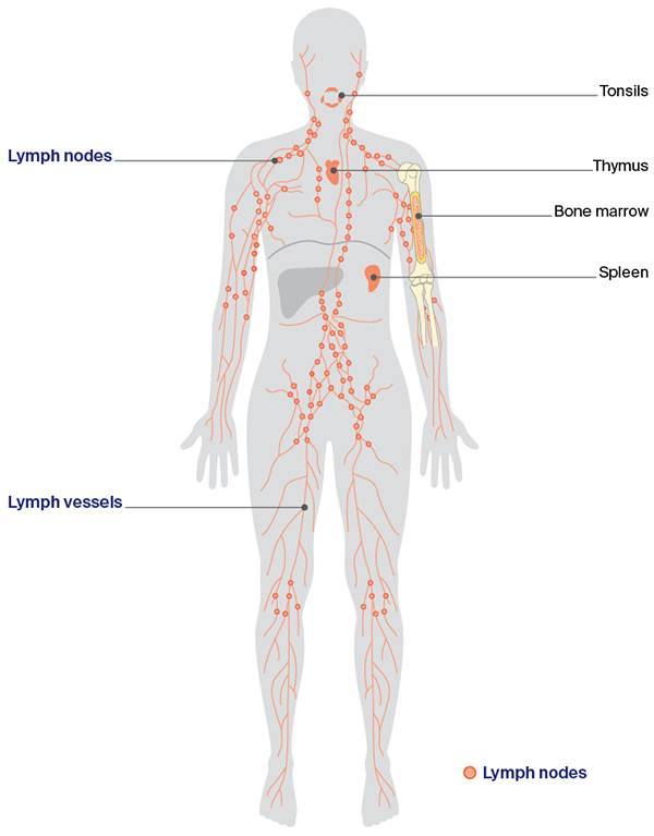 Diagram of the lymphatic system