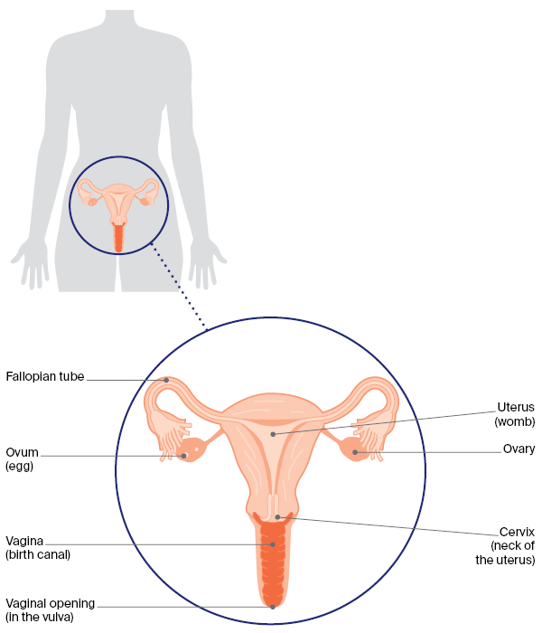 Female reproductive system