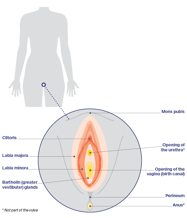 Vulva - the female reproductive system