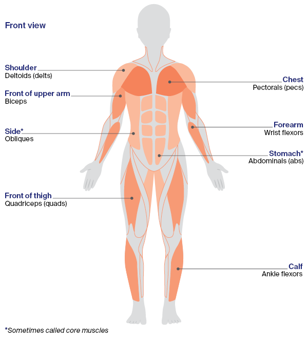 muscle group illustration front view 