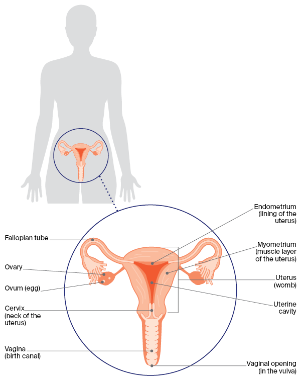 Female reproductive system