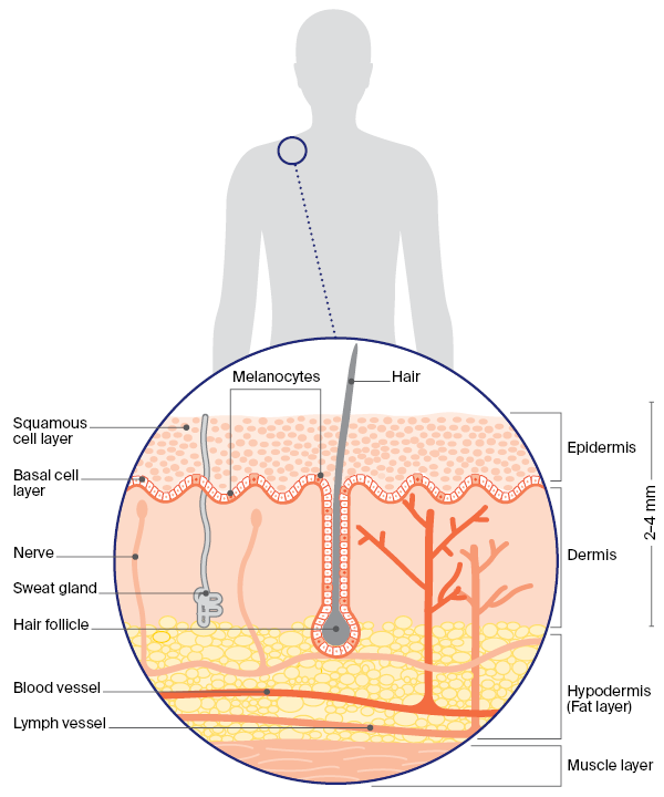 The layers of the skin