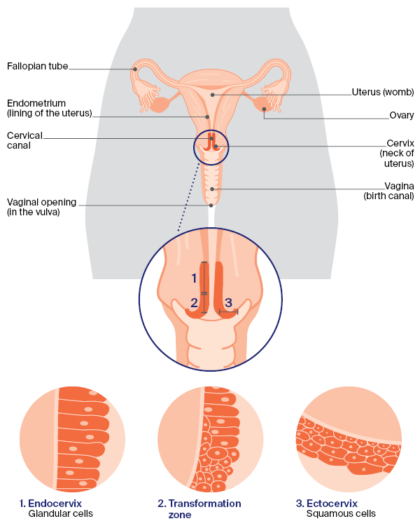 female reproductive system