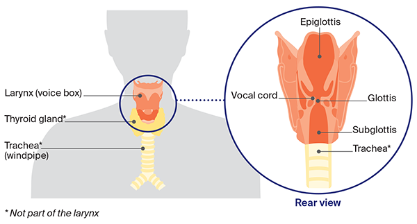 Diagram of the Larynx