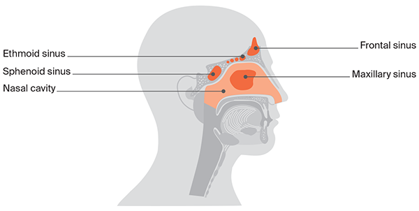 Diagram of the Nasal cavity and sinuses