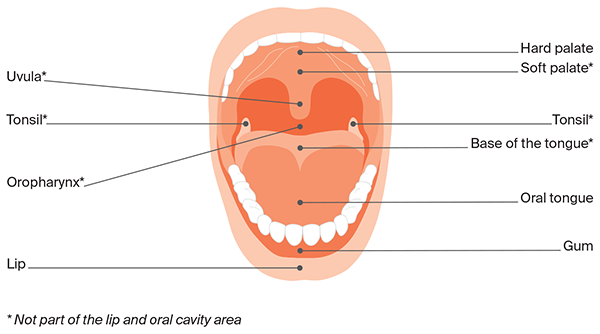 Diagram of oral cavity