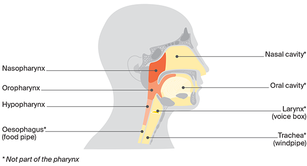 Diagram of the Pharynx