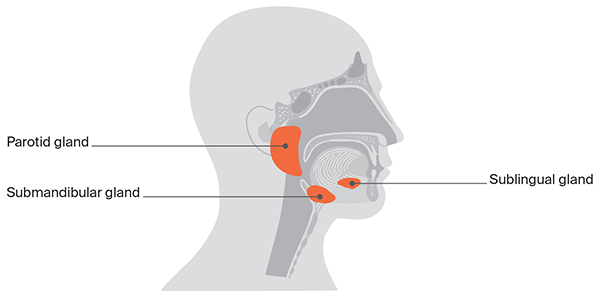 Diagram of Salivary gland