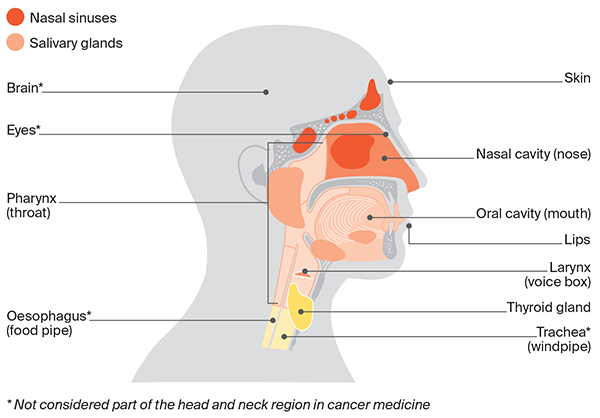 anatomy head and neck