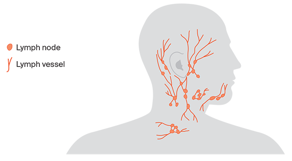 Lymph nodes in the
head and neck